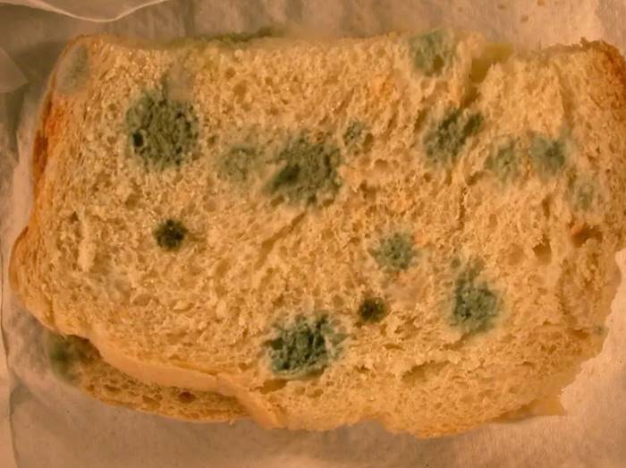 Küflü ekmek Yemek Neden Sağlık Sorunlarına Neden Olur?