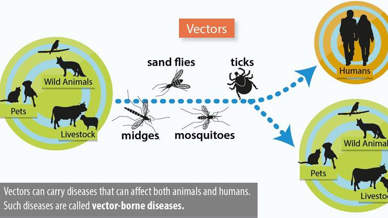 Zoonotik Hastalık Nedir?