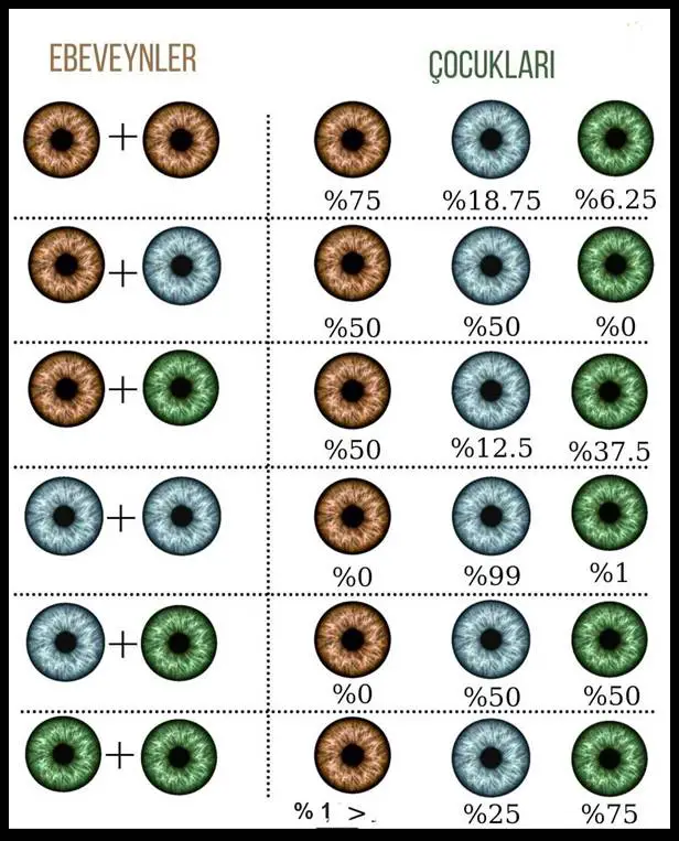 Kahverengi, Mavi Ve Ela Göz Rengi Nasıl Oluştu?