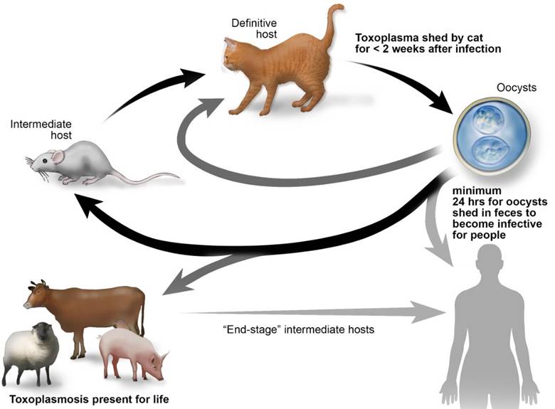 Toxoplasma Gondii 