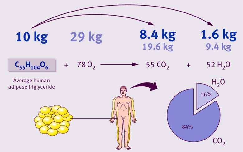 Kilo Verince Vücudumuzdaki Yağlar Nereye Gidiyor?