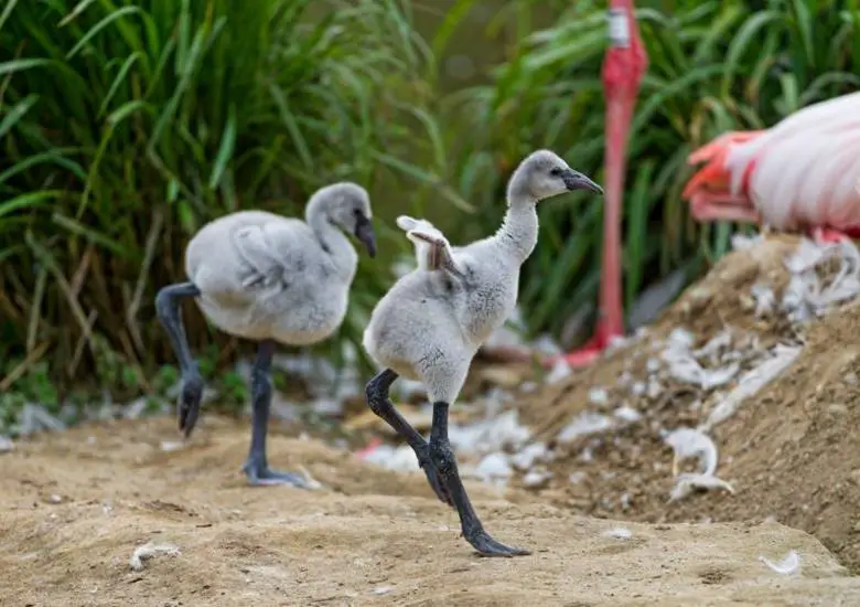 Flamingolar Neden Çoğunlukla Tek Ayak Üzerinde Duruyor?