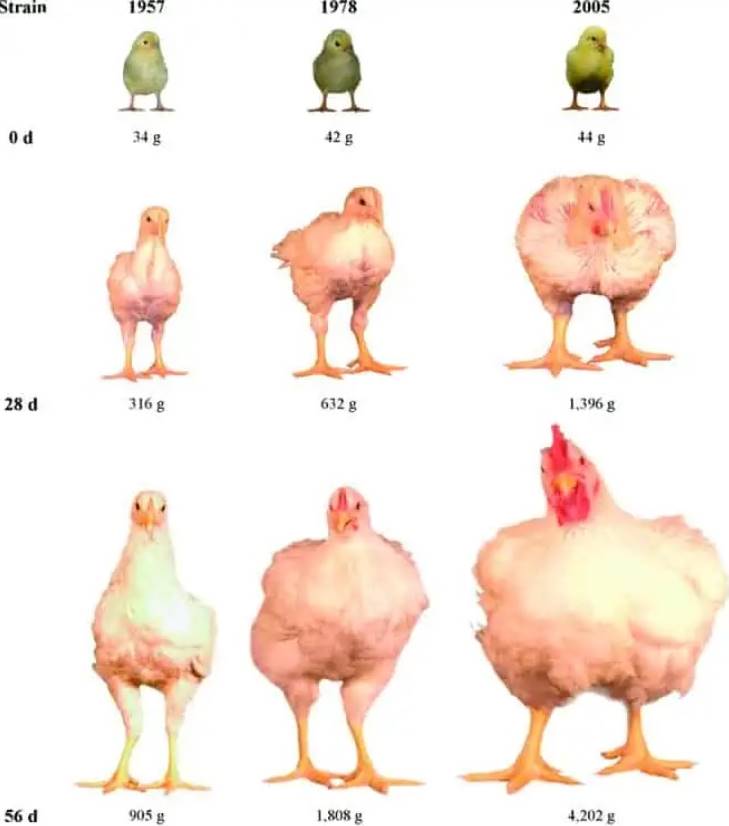 Tavukların Boyutu Neden Ve Nasıl Dört Katına Çıktı?
