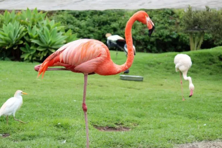 Flamingolar Neden Çoğunlukla Tek Ayak Üzerinde Duruyor?
