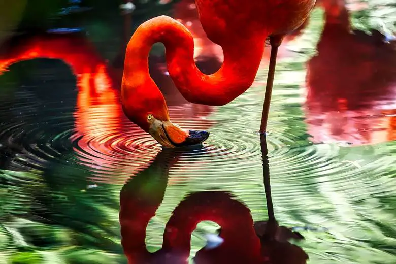 Flamingolar neden tek ayak üzerinde durur