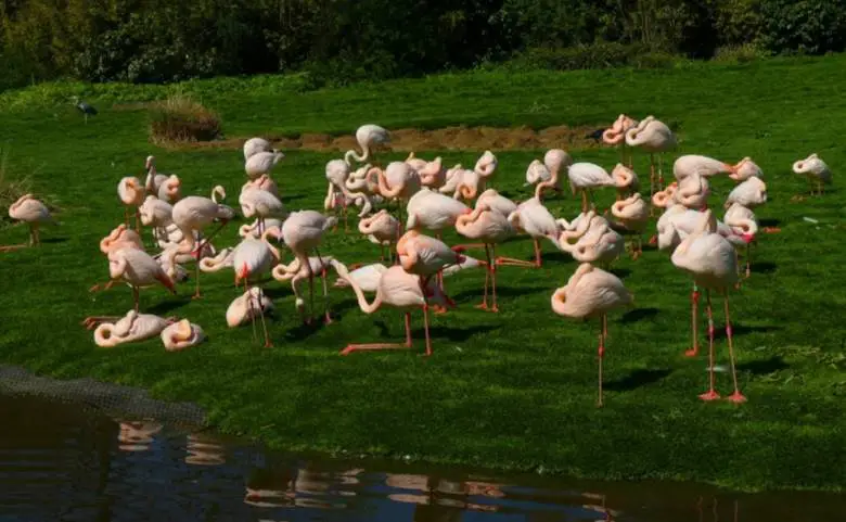Flamingolar neden tek ayak üzerinde durur