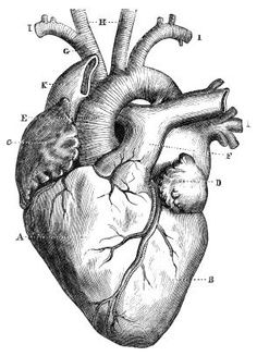 Kalp Şekli Kalbimize Benzemez, O Zaman Kalbi Aşkla Neden İlişkilendirdik?