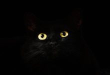 kedi gözü