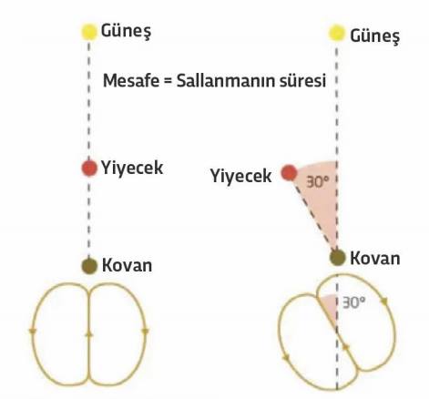 Arı Dansı: Waggle Yani Sallanma Dansı Nedir?