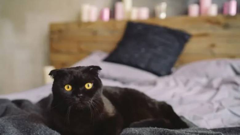 Tarih Boyunca Kara Kedi Neden Uğursuzlukla İlişkilendirilmiştir?