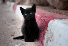 kara kedi uğursuzluk