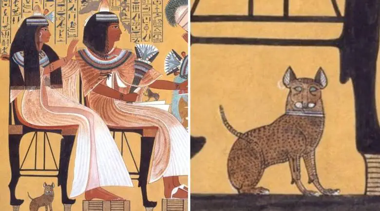 Tarih Boyunca Kara Kedi Neden Uğursuzlukla İlişkilendirilmiştir?