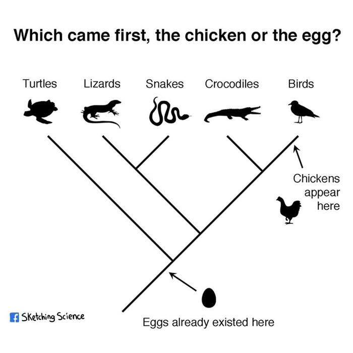 Tavuk mu Yoksa Yumurta mı? Önce Hangisi Gelir?