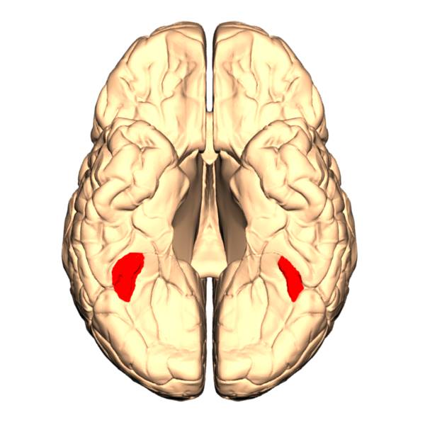 Yüz Körlüğü (Prosopagnozi) Nedir?