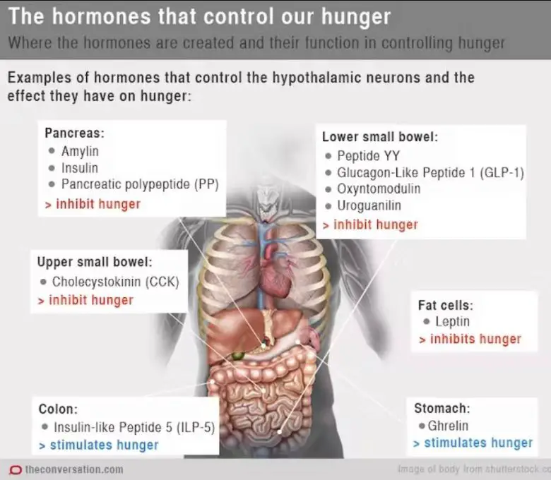 Açlık Ve Tokluk Hormonu