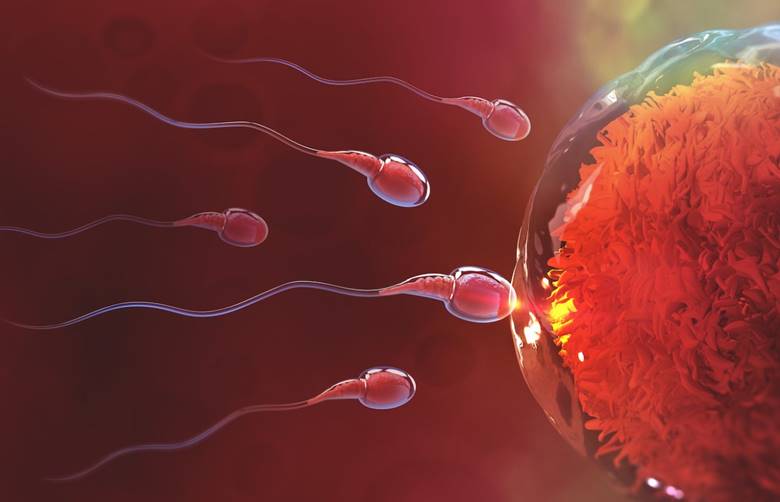 bir yumurta iki sperm