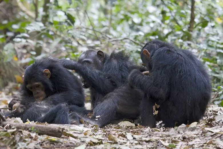 4 Yıl Süren Gombe Şempanze Savaşı Bize Ne Öğretti?