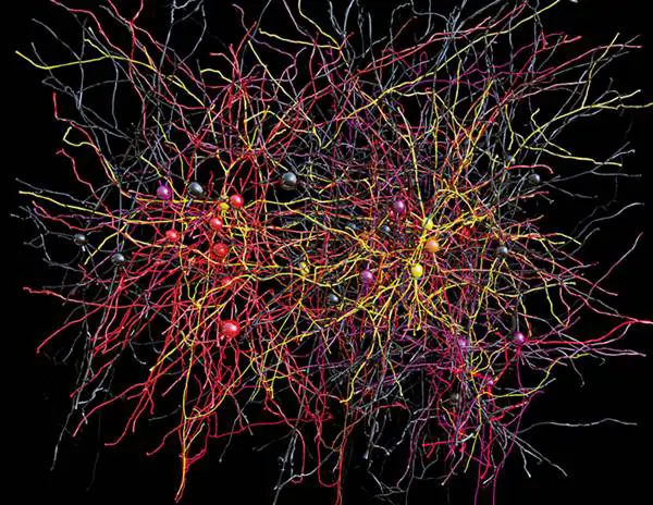Bir fare beynindeki nöral ağlar