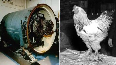 Blue Peacock: Soğuk Savaşın Muhtemelen En Garip Nükleer Silahı