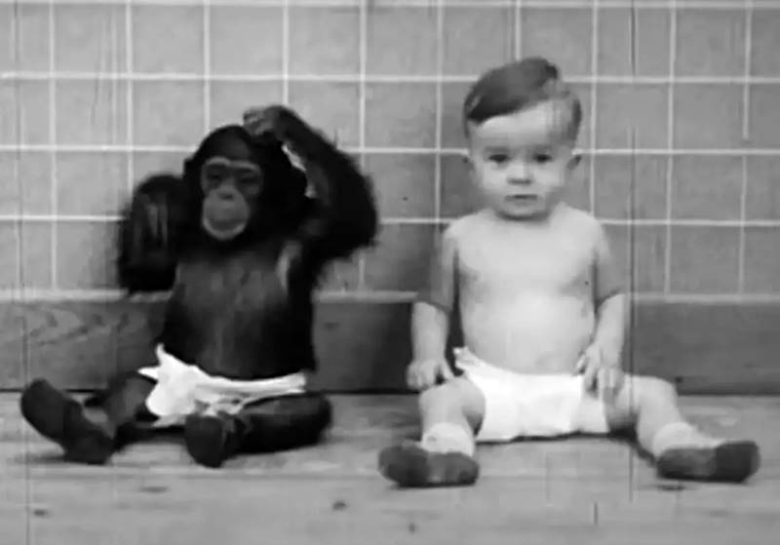şempanze bebek deneyi