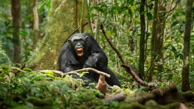 gombe şempanze savaşı