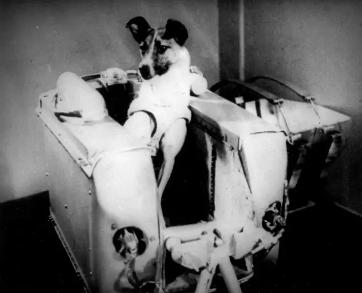 Uzay Köpeği Laika: Dünya'nın Yörüngesine Giren Ve Hayatını Kaybeden İlk Hayvan