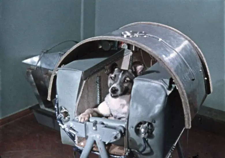 Uzay Köpeği Laika: Dünya'nın Yörüngesine Giren Ve Hayatını Kaybeden İlk Hayvan
