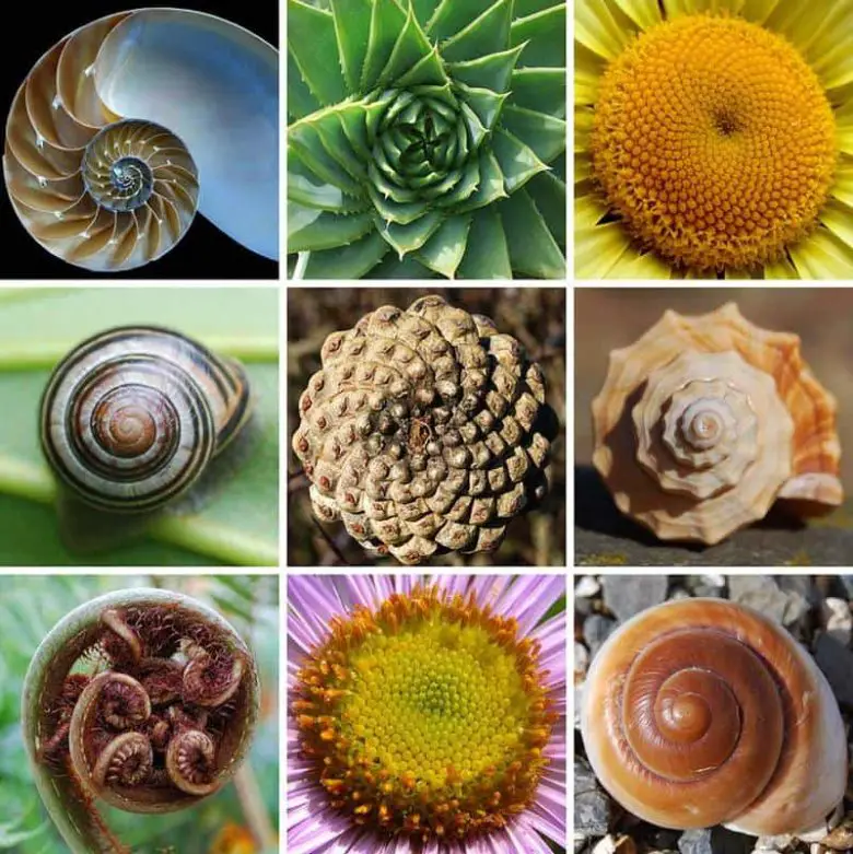 Fibonacci spirali nedir