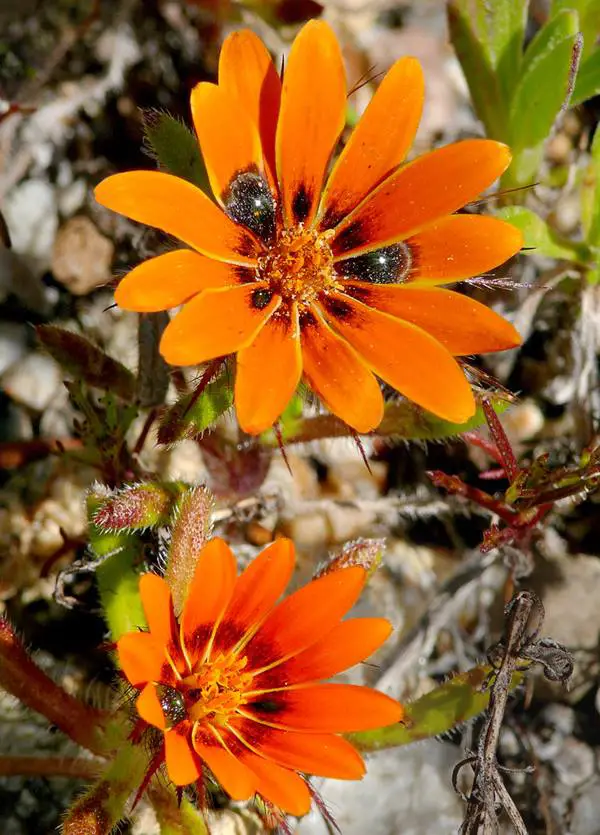 Çiçek Simetrisi Nedir? Çiçeklerin Simetrik Olmasının Bir Avantajı Var mıdır?