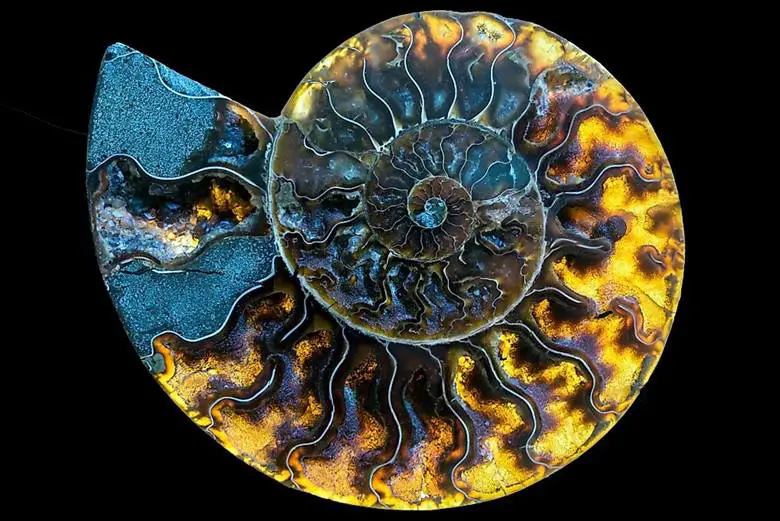 Bir Zamanlar Denizlere Hükmeden Ammonitler Nedir?