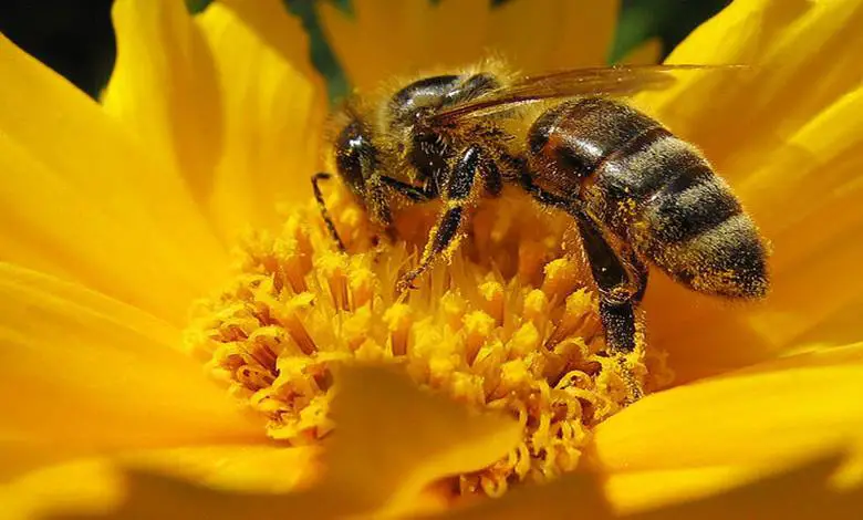 Arılar Soktuktan Sonra Gerçekten Ölür mü?