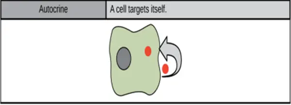 Hücre Sinyal İletimi Nasıl Gerçekleşir?