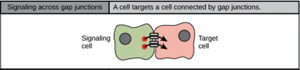 Hücre Sinyal İletimi Nasıl Gerçekleşir?