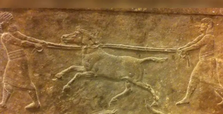 Kunga: Mezopotamyalı At Yetiştiricileri Dünyanın ilk Melez Hayvanını Nasıl Yarattı?