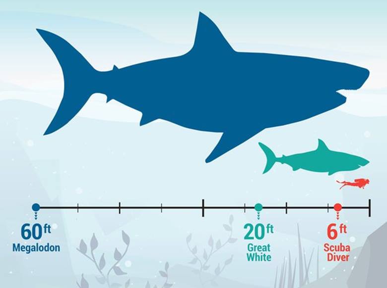 Megalodon Yaşıyor mu? En Büyük Köpek Balığının Neslinin Tükendiğinden Nasıl Emin Olabiliriz?