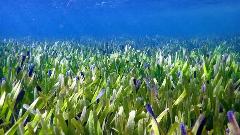Dünyanın Bilinen En Büyük Bitkisi 4.500 Yaşında Bir Deniz Çayırı!