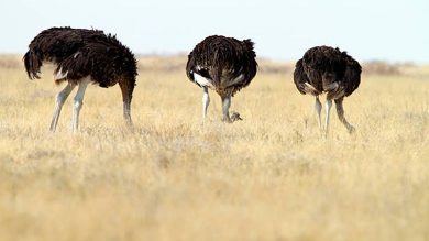 deve kuşları kafasını kuma gömme