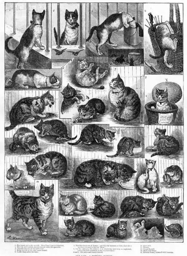 Louis Wain: Kediler Hakkındaki Düşüncelerimizi Değiştiren Sanatçı