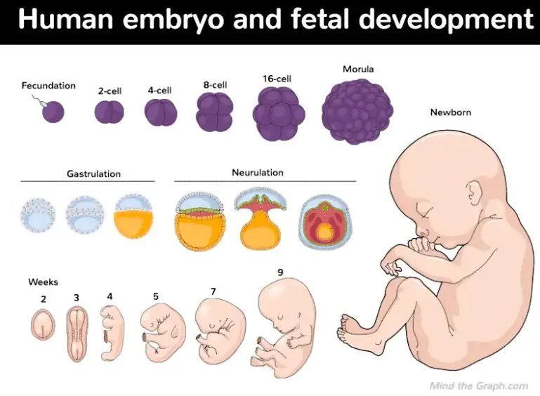 Bilim İnsanları Sperm ve Yumurta Kullanmadan Yapay İnsan Embriyosu Üretti! Peki Şimdi Ne Olacak?