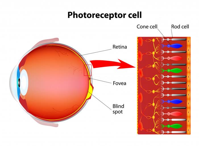 goz-retina.j