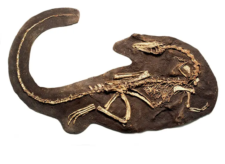 Bugün Müzelerde Gördüğümüz Dinozor Kemikleri Gerçek mi?