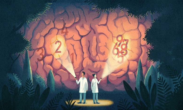 İnsan Beyni Sayıları Nasıl Algılıyor? Küçük Sayıları Algılamada Neden Daha İyiyiz? Beynimiz Neden 4 Sayısını Seviyor?