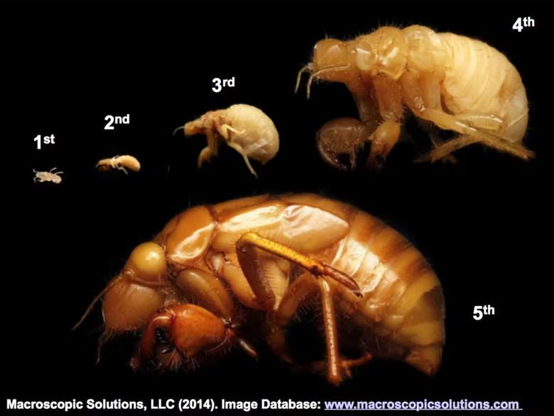 221 Yıl Aradan Sonra Dünya 13 ve 17 Yıllık Periyodik Ağustos Böceklerine Hazırlanıyor