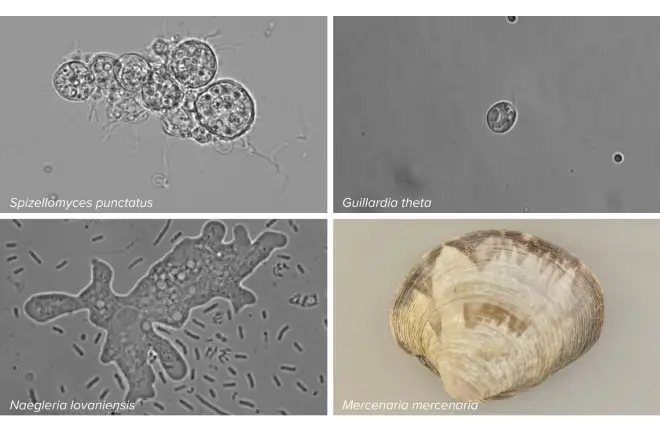 CRISPR Gen Düzenleme Nedir? Genetik Bilimi Nereye Doğru Gidiyor?