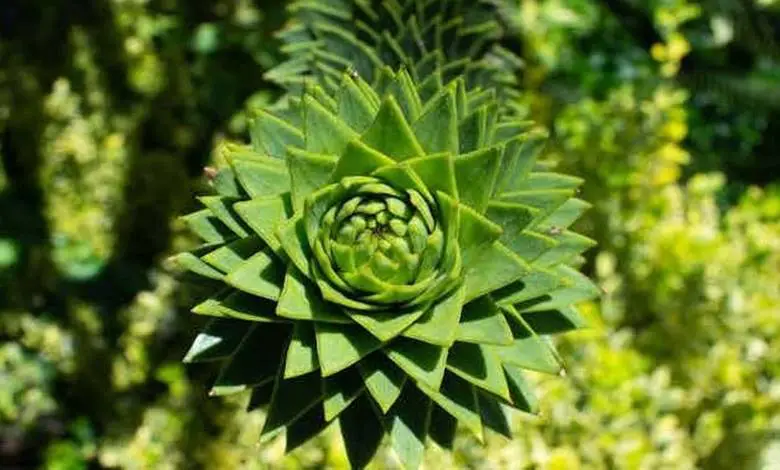Fibonacci spirali nedir