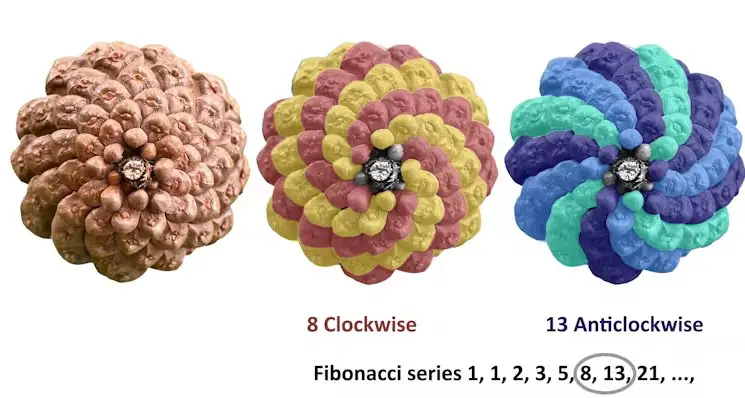 Fibonacci spirali nedir