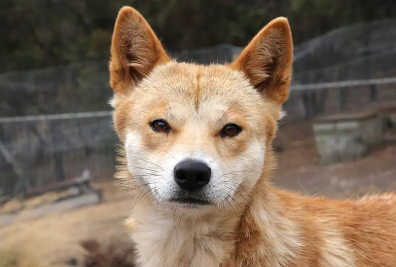 İnsanlar Yok Olursa Köpeklerimize Ne Olur? Köpekler İnsanlar Olmadan Hayatta Kalabilir mi?