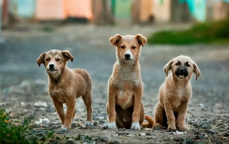 İnsanlar Yok Olursa Köpeklerimize Ne Olur? Köpekler İnsanlar Olmadan Hayatta Kalabilir mi?