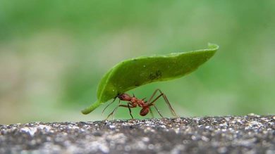 karıncalar hakkında bilgi